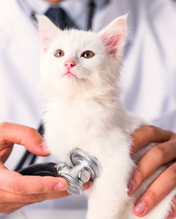 Cat being examined by a veterinarian