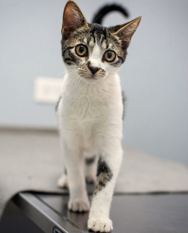 Cat on an exam table